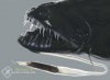 FVtn_black_dragonfish.jpg