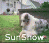 sunshow.gif