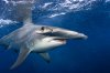 091127-hammerhead-shark.jpg