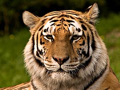 240px-Siberischer_tiger_de_edit02.jpg